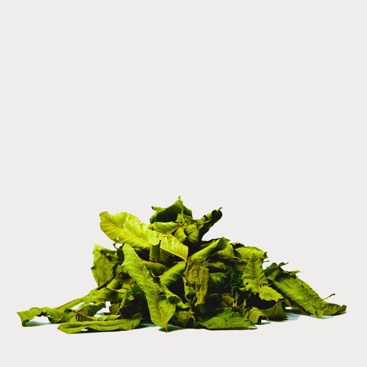 Whole Dried Guava Leaves
